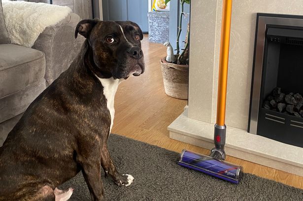 Frank the Staffy cross with the Dyson V8